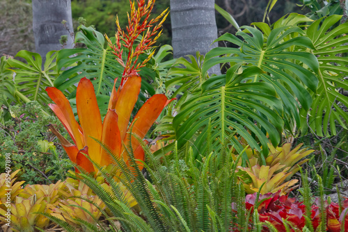 USA, Hawaii, Maui. Tropical garden with Bromide, Philodendron and Palm tree trunks photo