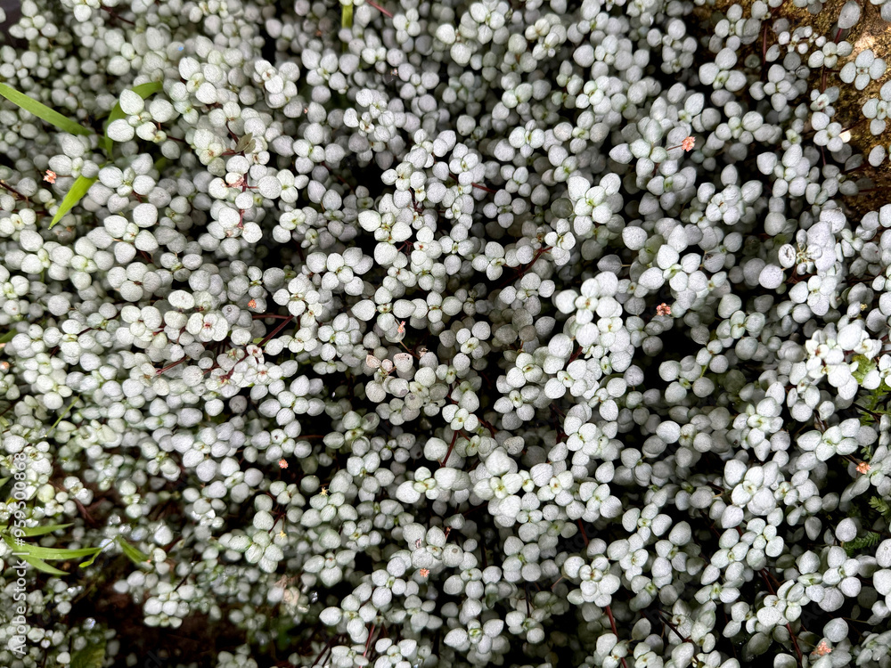 Close up of White Beauty berry ‘Callicarpa bodinieri’ or snow star berry flower, a cute decorative plant grown in cool mild climate. Close up of White Beauty berry ‘Callicarpa bodinieri’ or snow star berry flower, a cute decorative plant grown in cool mild climate.