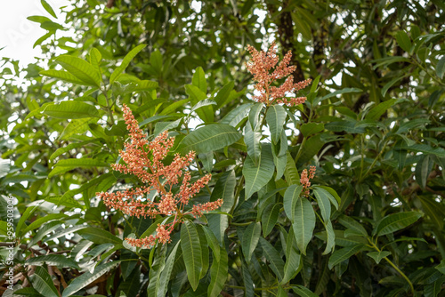 flowers and pistils of the ambacang fruit, a type of typical Indonesian mango photo