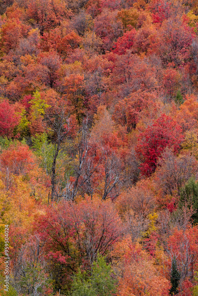USA, Idaho. St. Charles along Green Canyon Road with hillside blazing in fall color with canyon maple and Aspens. USA, Idaho. St. Charles along Green Canyon Road with hillside blazing in fall color with canyon maple and Aspens.