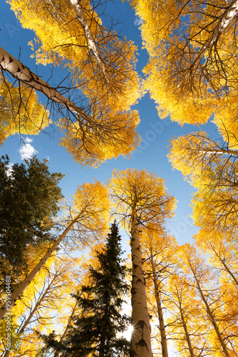 USA, Idaho, Targhee National Forest. Looking up through Quaking Aspens in Fall foliage.