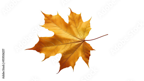 Golden maple leaf flying isolated on white, clipping path