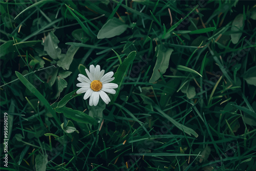 White Daisy in Green Grass
