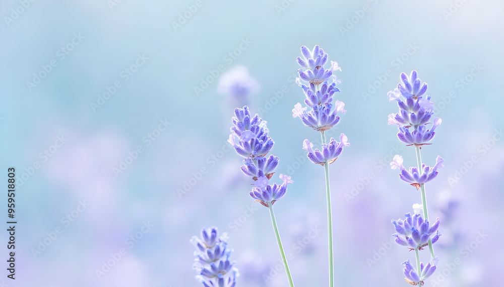 Obraz premium A single pastel color, such as mint green or lavender, providing a soothing and simple backdrop