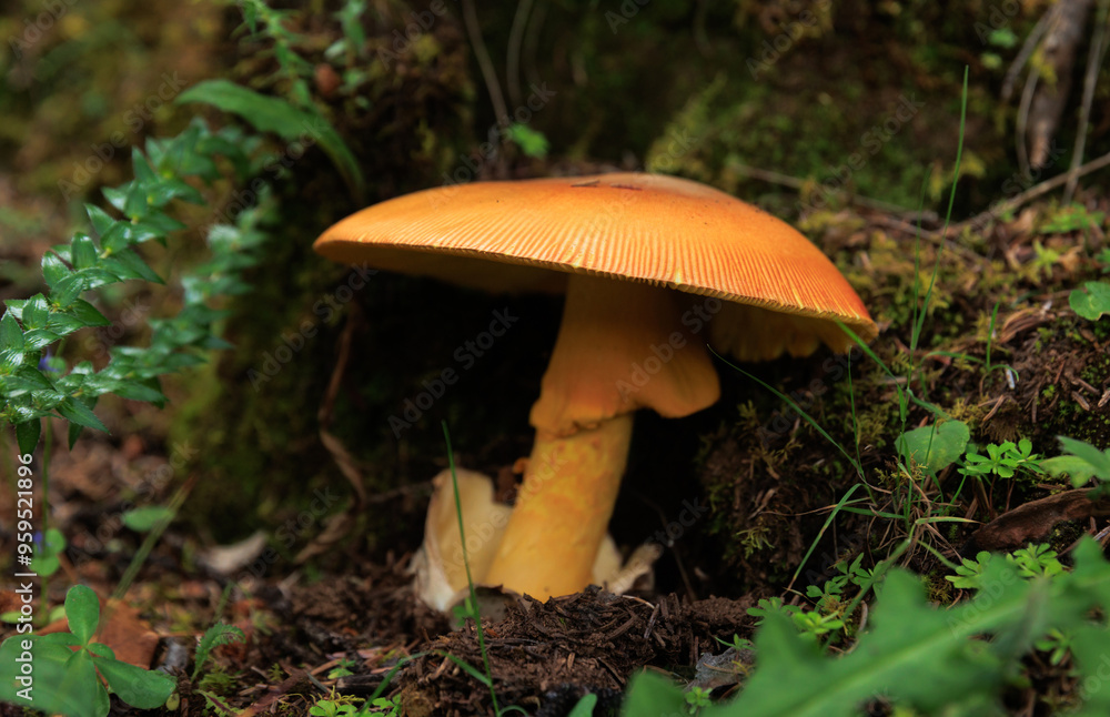 Wild amanita caesarea, orange mushroom edible in forest of China Wild amanita caesarea, orange mushroom edible in forest of China