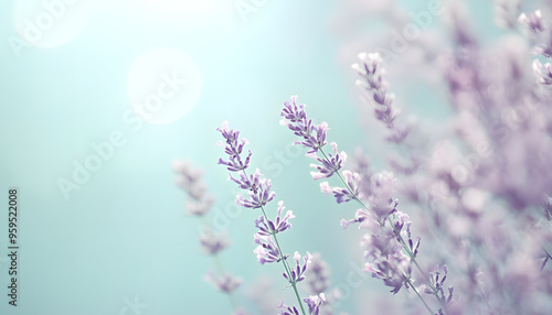 A single pastel color, such as mint green or lavender, providing a soothing and simple backdrop