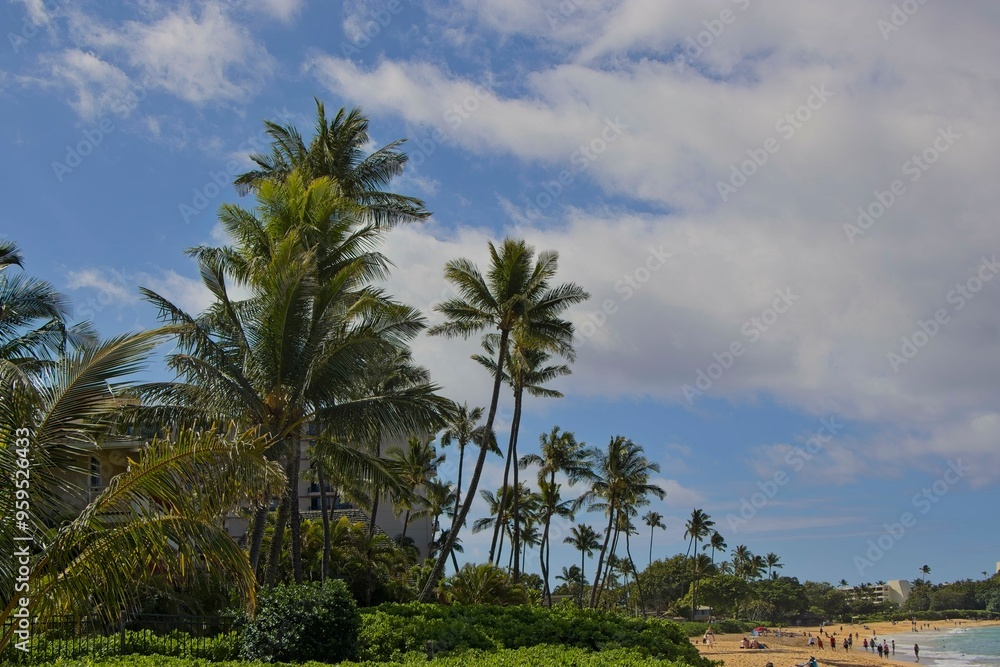 The Palms of Maui The Palms of Maui