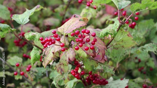 Closeup of bunches of red berries of a Guelder rose or Viburnum opulus shrub photo