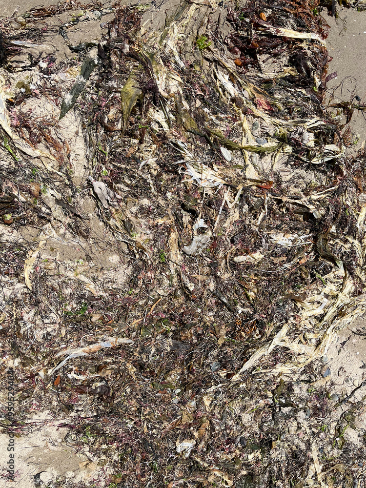 Sun dried seaweed on a sandy ocean beach Sun dried seaweed on a sandy ocean beach