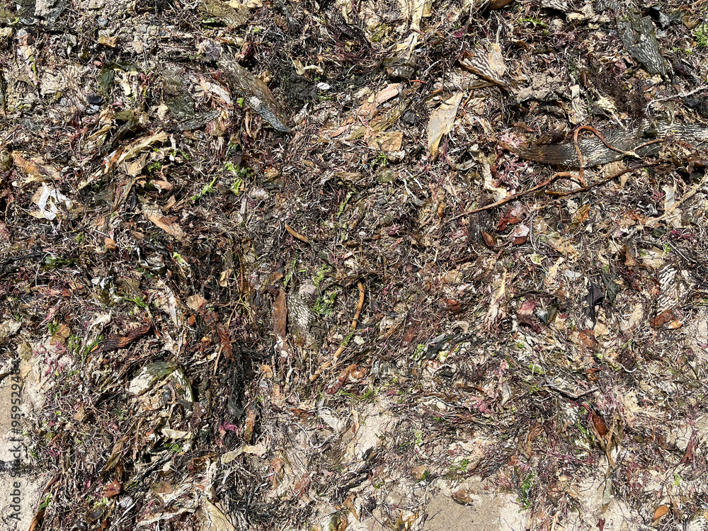 Sun dried seaweed on a sandy ocean beach Sun dried seaweed on a sandy ocean beach