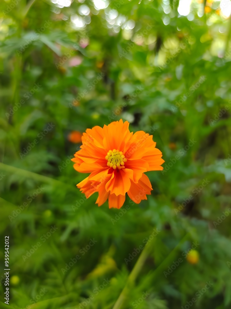 orange flower in the garden orange flower in the garden