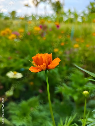 orange flower in the garden photo