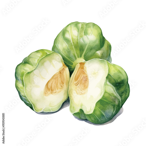 Watercolor of cabbage isolated white background