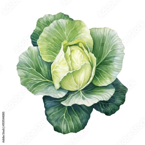 Watercolor of cabbage isolated white background