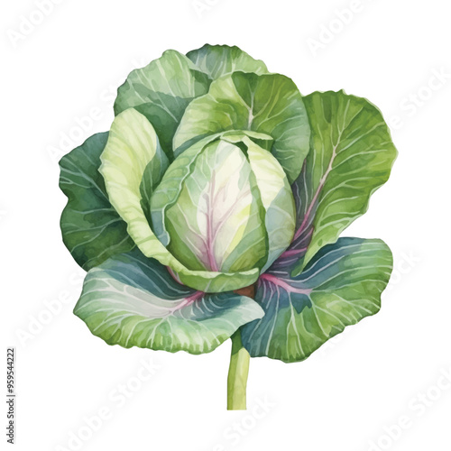 Watercolor of cabbage isolated white background