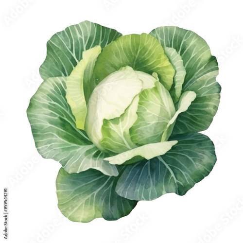 Watercolor of cabbage isolated white background