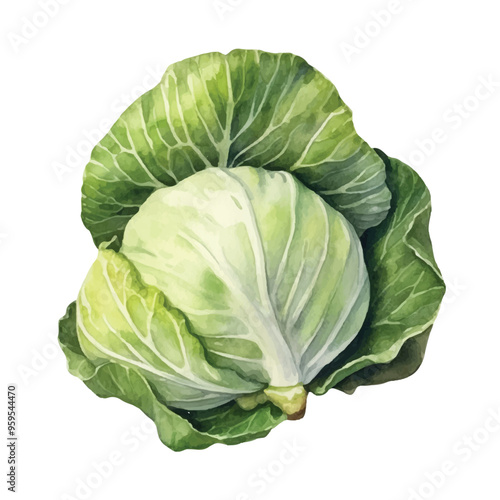 Watercolor of cabbage isolated white background