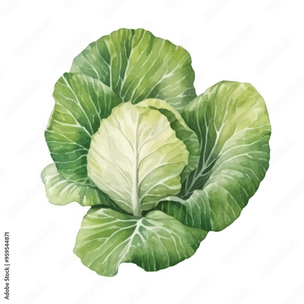 Obraz premium Watercolor of cabbage isolated white background