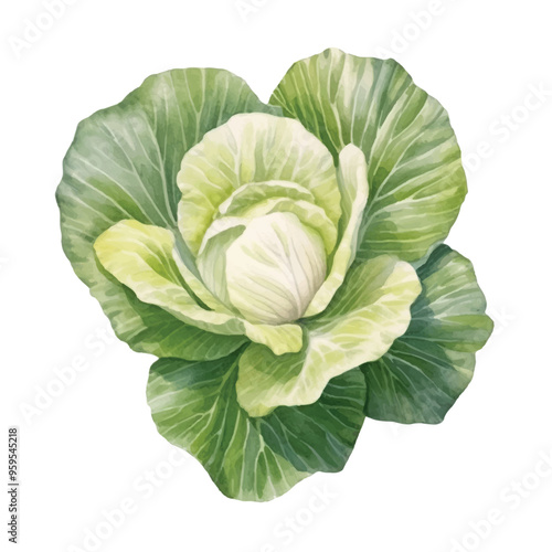 Watercolor of cabbage isolated white background