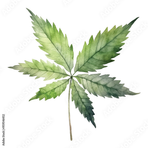 Watercolor of Cassava leaf isolated white background