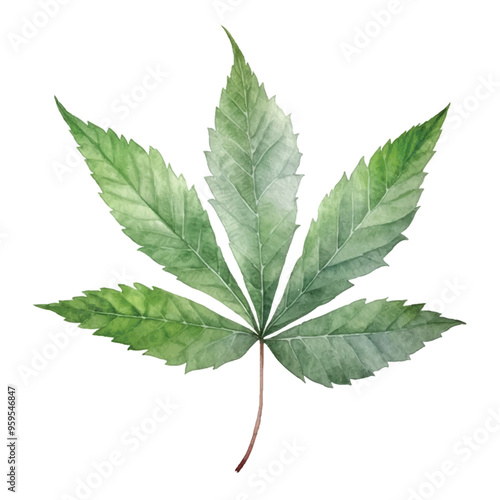 Watercolor of Cassava leaf isolated white background