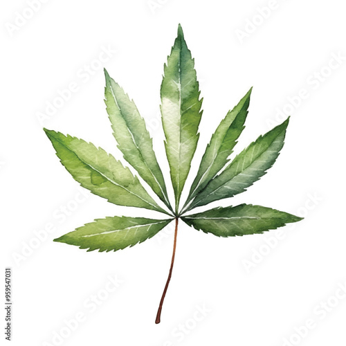 Watercolor of Cassava leaf isolated white background