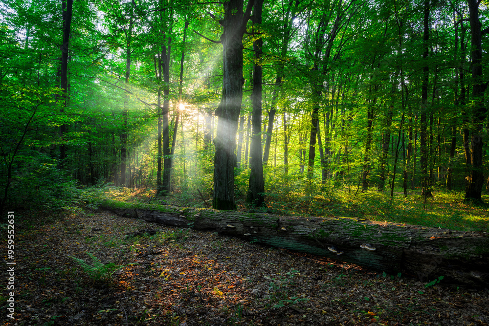 Obraz premium Beautiful sunny morning in green forest