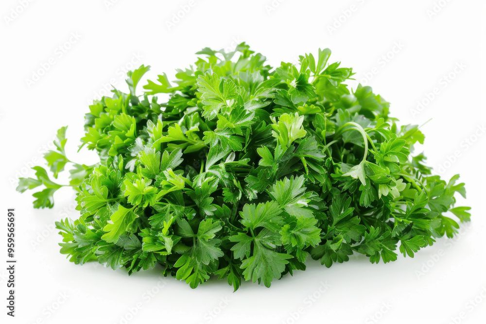 fresh parsley isolated on white background fresh parsley isolated on white background