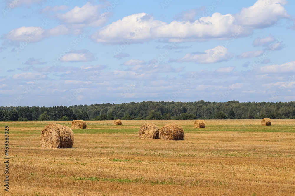 Haystack in the field after harvest. Round bales of hay across a farmer's field, blue sky with clouds