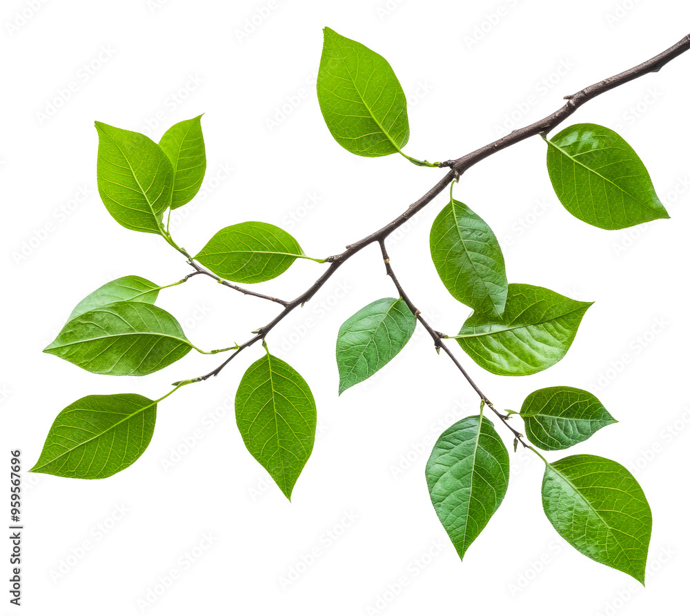 Green leaves on branch, white background, cut out - stock png. Green leaves on branch, white background, cut out - stock png.