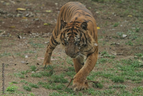 Принти на полотні A Sumatran tiger was standing lurking in the bush