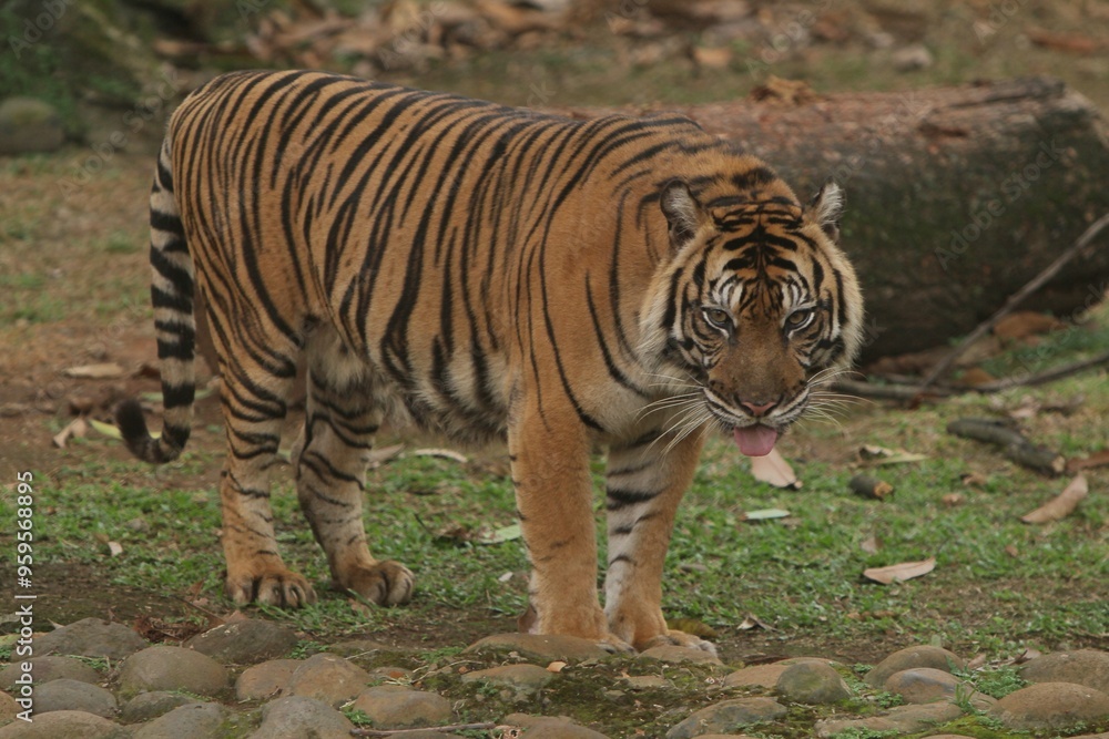 Obraz premium A Sumatran tiger is standing and stalking on a rock