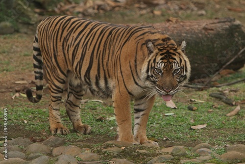 A Sumatran tiger is standing and stalking on a rock