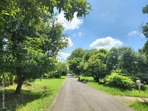 Forest road, Green Trees, Nature, Landscape  photo