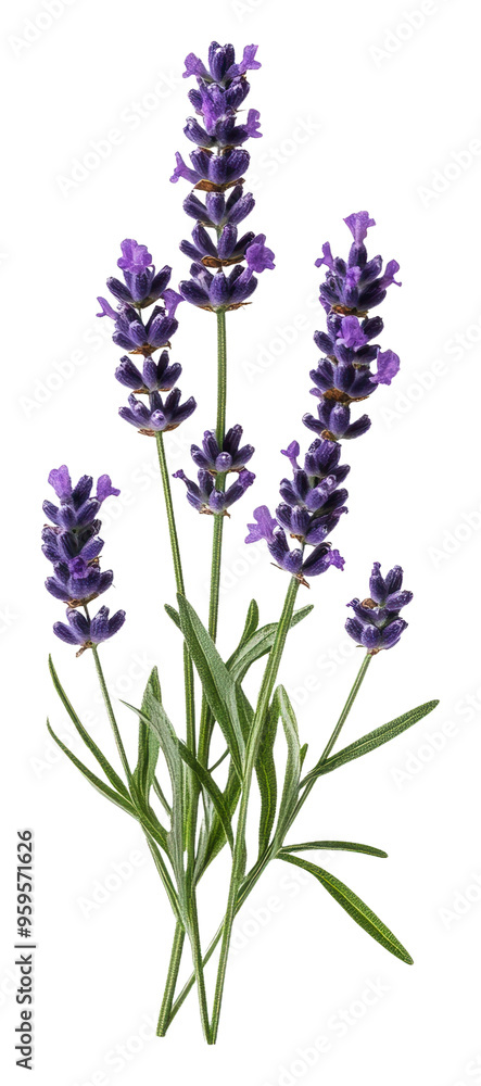 Naklejka premium Lavenders blooming in a garden during summer days, cut out - stock png.