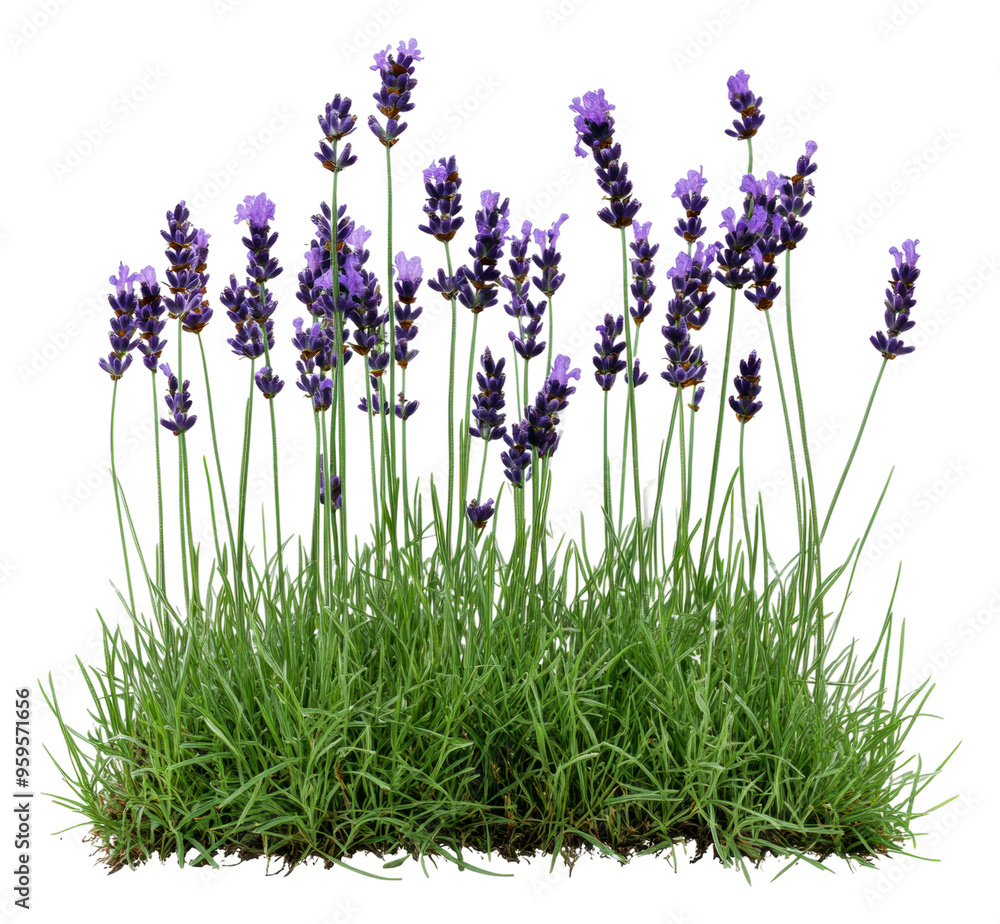 Fototapeta premium Lavender flowers blooming in a sunny garden patch, cut out - stock png.