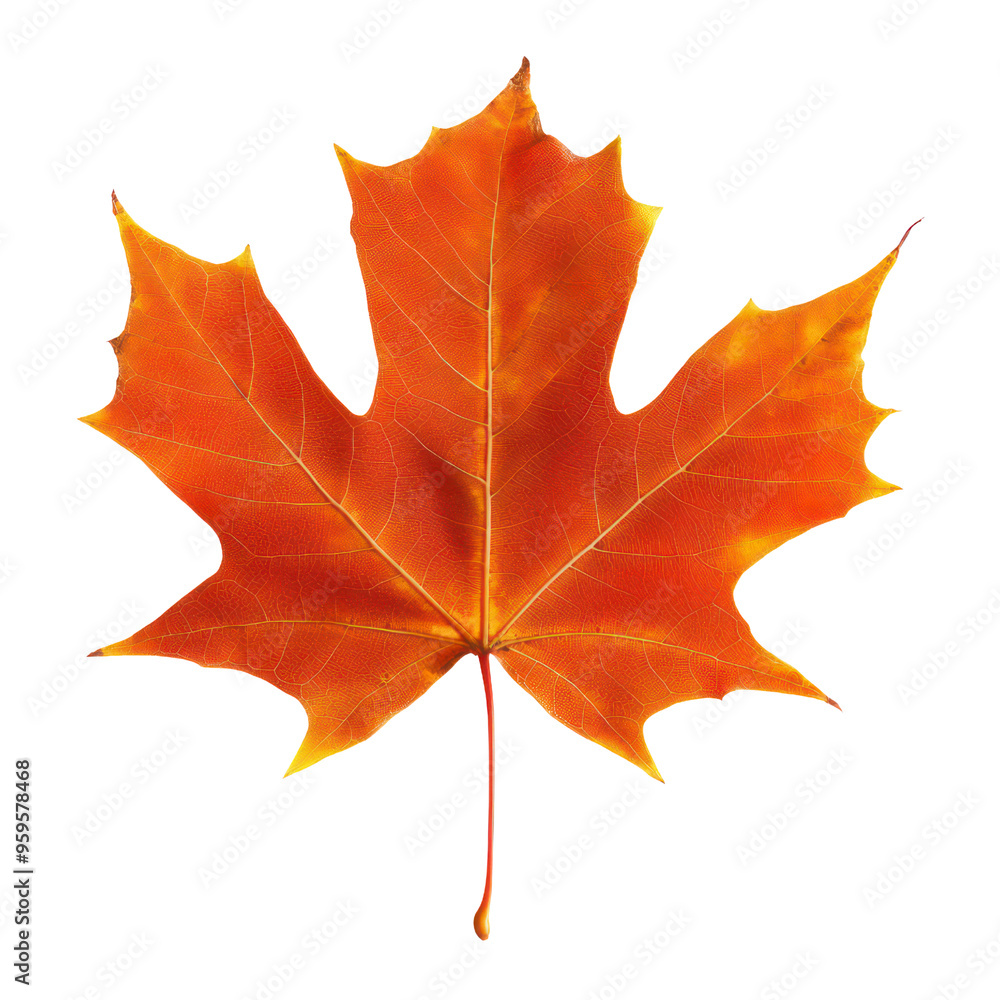 Maple object isolated on transparent png. Maple object isolated on transparent png.