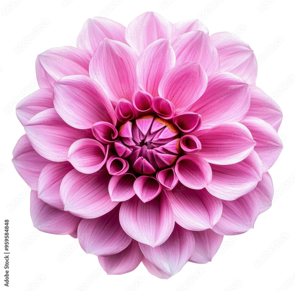 Beautiful pink dahlia blooms in full detail, cut out - stock png. Beautiful pink dahlia blooms in full detail, cut out - stock png.