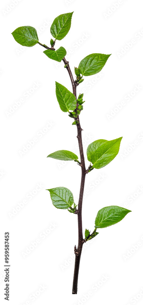 Young branch with fresh green leaves on display, cut out - stock png. Young branch with fresh green leaves on display, cut out - stock png.