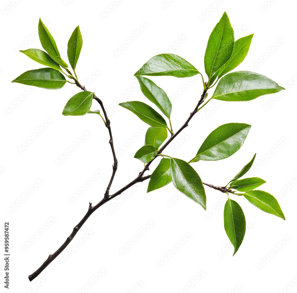 Green branch with leaves on white, cut out - stock png. Green branch with leaves on white, cut out - stock png.