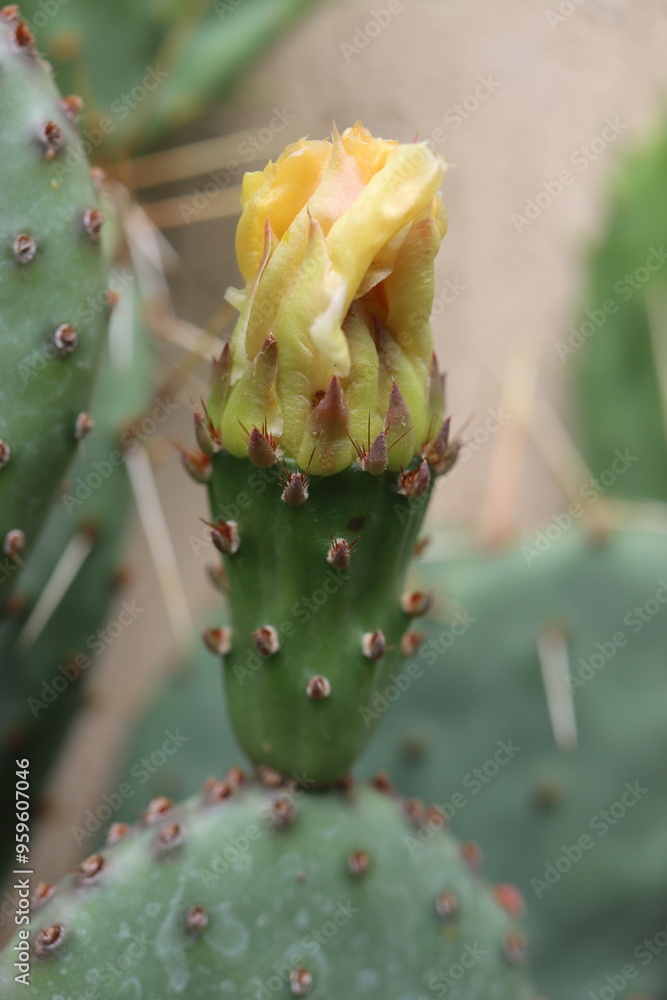 kaktus opuncja Opuntia cymochila v. montana HU 1771 kaktus opuncja Opuntia cymochila v. montana HU 1771
