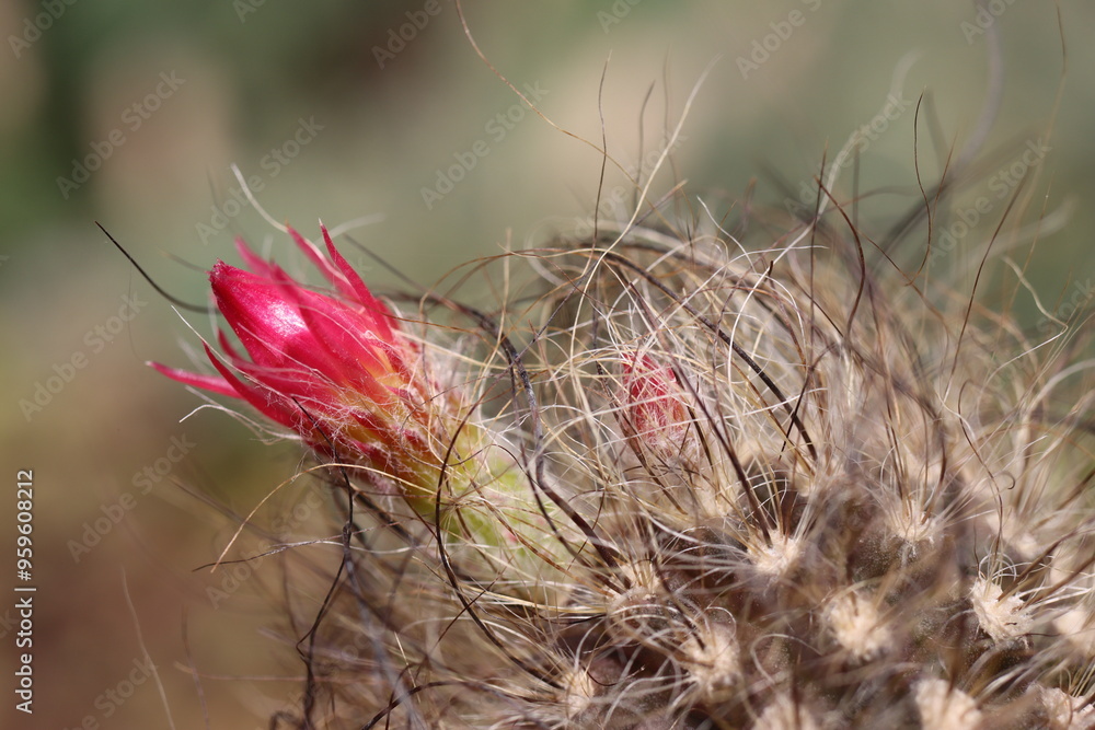 Neoporteria senile kaktus Neoporteria senilis Neoporteria senile kaktus Neoporteria senilis