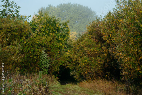 A road leading to a dark tunnel