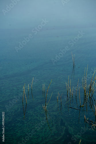 Pollen and green ooze on the river