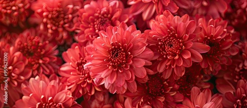 Red Chrysanthemums bouquet in flower shop as backdrop. Copy space image. Place for adding text and design