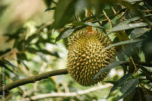 Durian fruit on wooden table in durian plantation background.