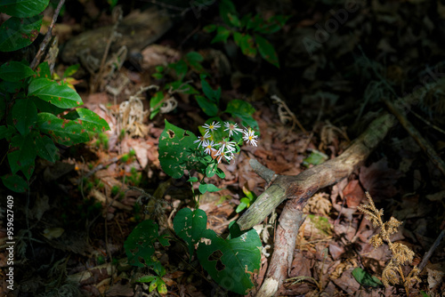 Large-leaved aster (Eurybia macrophylla) commonly known as the bigleaf aster, largeleaf aster or bigleaf wood aster photo