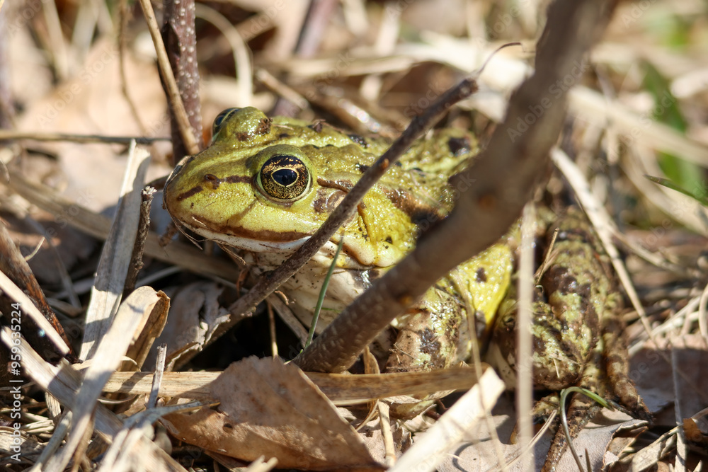Obraz premium Green frog hiding among grass and leaves on a spring day, close-up shot at forest edge, horizontal