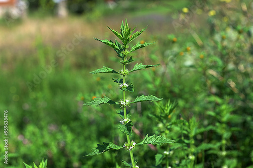 Chinese medicine Lycopus lucidus Turcz. grow in summer photo