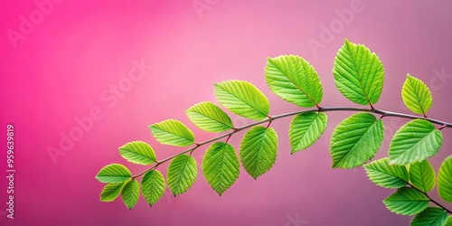 Close-up of a vibrant green leafy branch against a soft pink backdrop photo